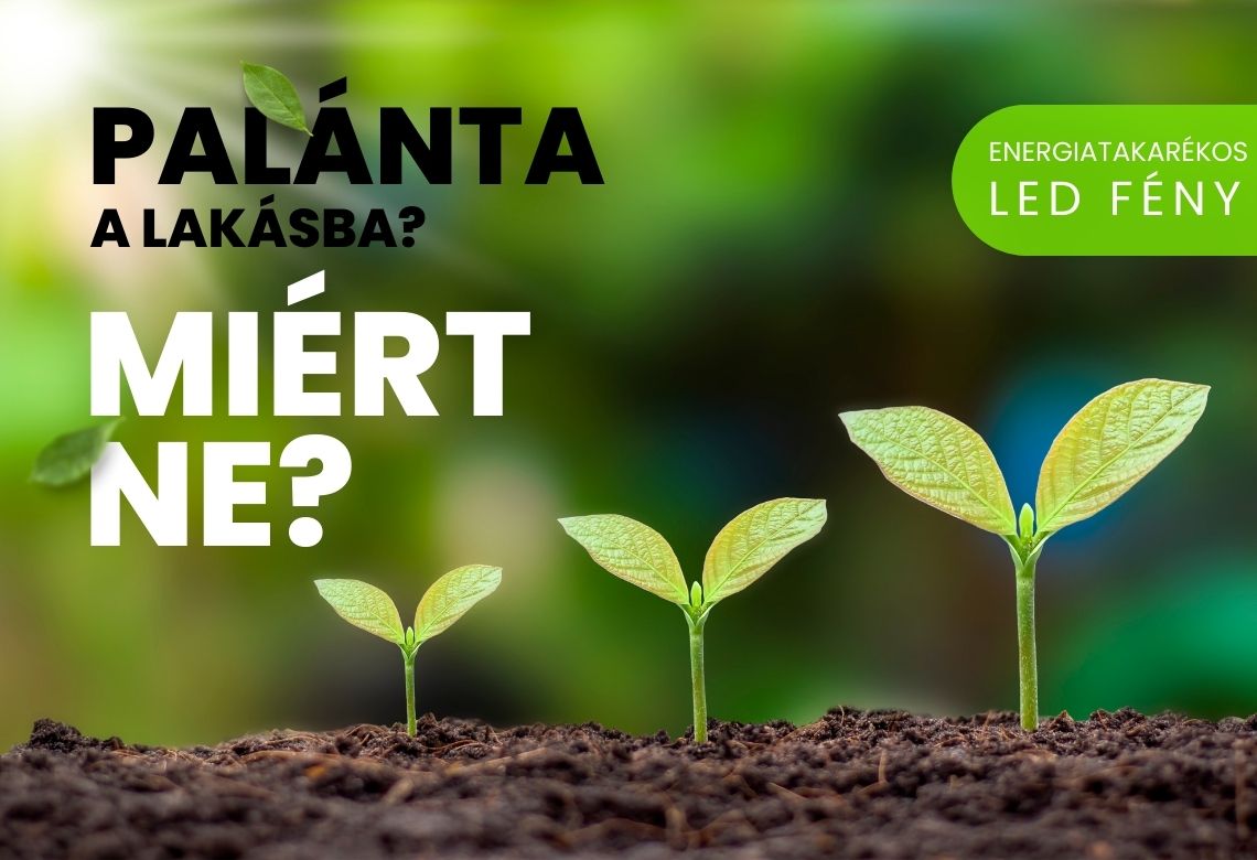 Palánta a lakásba